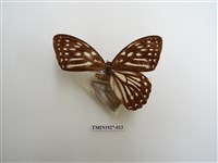 藏品(臺灣斑眼蝶)的圖片